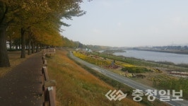 아산시 곡교천 은행나무길 가을 비대면 관광지 100선 선정