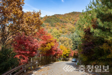 증평 좌구산 휴양랜드, 가을 정취 물씬