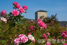 코로나로 지친마음 달래는 추풍령급수탑공원 가을 장미