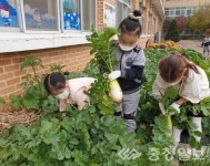 청주 직지초병설유치원 무 수확 체험 활동