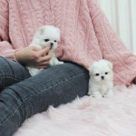 스타일독앤캣 천안점, 새해 맞이 강아지ㆍ고양이 분양가 할인 이벤트 실시