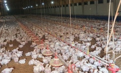 단양군, 가축재해보험 가입 독려