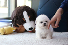 고양이·강아지분양 아담스펫 혈통관리로 상위 1% 퀄리티 애견 분양 진행