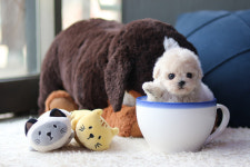 강아지·고양이 분양샵 아담스펫, 가맹점주 위한 체계적 교육 및 실습 실시