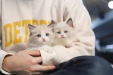 고양이 분양샵 가필드고양이 분양가 할인 행사 진행