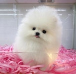 수원강아지분양 미유펫 수원점 할인이벤트로 합리적인 분양가제시