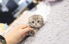 고양이 전문 분양샵 가필드고양이 전 품종 분양가 할인 이벤트 중