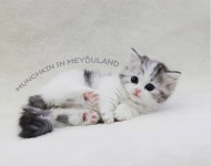 인천강아지 고양이분양 미유펫 봄맞이, 최대 85% 할인 및 무료검진 진행