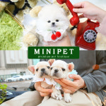 강아지·고양이분양 전문 미니펫 건강한 반려동물 입양하는 법 소개