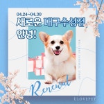 유럽펫 2021년 04월  대구수성점 오픈 이벤트