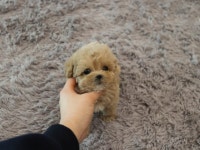 강아지분양샵 스타일독앤캣, 반려동물 건강을 최우선으로 여겨