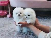 강아지분양샵 스타일독앤캣, 분양가 할인 이벤트 연장해