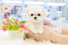 대구강아지분양 미유펫 5월 가정의 달 기념 분양가 85% 할인 이벤트