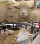 생생정보 강성진, 경기도 가볼만한곳 양평 소개 양떼목장·용문산