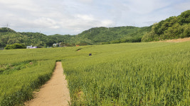 천안 도심 밀밭 조성