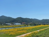 천안, 풍서교와 신흥교로  꽃양귀비와 금계국 보러 오세요