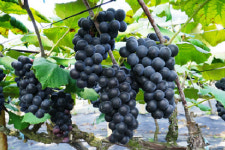 [농 ·특산물 특집] 바다 윗길을 따라 미리 가보는 바다 아랫길! 보령