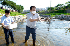 제천시, 하소천에 다슬기 20만 마리 방류
