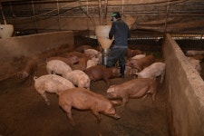 우수종돈 구입 지원으로 상업용 듀록돼지 육종 개량 성공