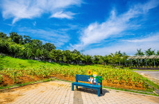 서산시 고북면, 국화황토공원 해바라기 3000본  만개 