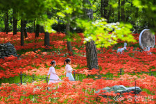 보령 성주산자연휴양림, 가을을 여는 꽃무릇 만개