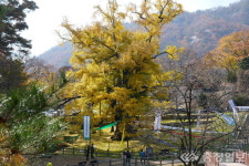 노랗게 물든 영국사 천년 은행나무 장관