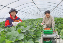 충주 청년농업인 영농창업 도전 결실…딸기 첫 출하