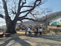 예산군 봉산면 봉림리, 천년 느티나무 거름주기 행사 개최