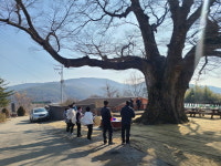 예산군 봉산면 봉림리, 천년 느티나무 거름주기 행사 개최