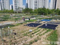 대전 서구,  도심 속 텃밭 무료 분양
