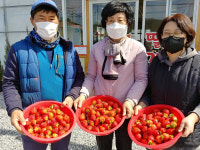 빨갛게 익어 가는 봄