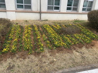 호현농원영농조합법인, 예산군장애인종합복지관에 팬지꽃 후원