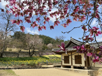 예산군 추사고택, 봄 향기 품은 노란 물결