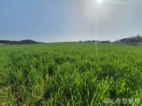 홍성군, 조사료 생산기반 확대를 위한 총력