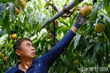 영동군 시설복숭아 출하 한창