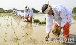 음성 삼성면 덕정2리, 풍년농사 기원 손모내기 행사 열어