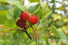 6월엔 음성 산딸기농장으로 오세요.