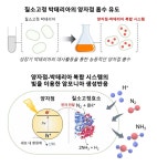 KAIST, 빛에너지 이용한 그린 암모니아 생산 플랫폼 개발