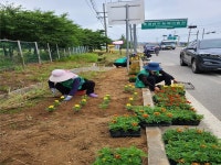 예산군 신암면 새마을남녀지도자협의회, 여름맞이 거리화단 여름꽃 식재