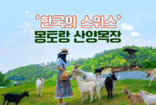 [주말여행 추천] 한국의 스위스 태백으로 간다