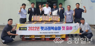 음성 감곡농협, 햇사레복숭아 첫 출하
