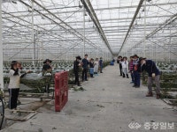 서부면 직원, 토마토 농장 농촌일손돕기 실시