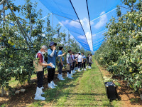 사과농장 햇빛 차단망 시범사업 효과 입증