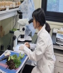 천안시농업기술센터 딸기 화아분화 검경 기술지원