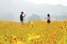 [충청포토] 단양 도담마을에 황화 코스모스 장관