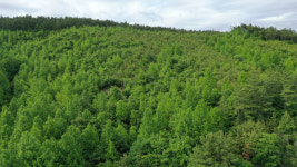 충남도, 축구장 4700개 크기 꿀벌 먹이 숲 조성