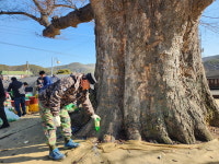 예산군 봉산면 봉림리, 천년 느티나무 거름주기 행사 개최