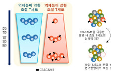 KAIST, 새로운 암 면역치료법 제시