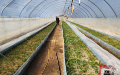 충주시, 고구마 무균묘 분양신청 접수