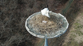 서산버드랜드,야생 황새와 인공증식 황새 사랑의 결실 